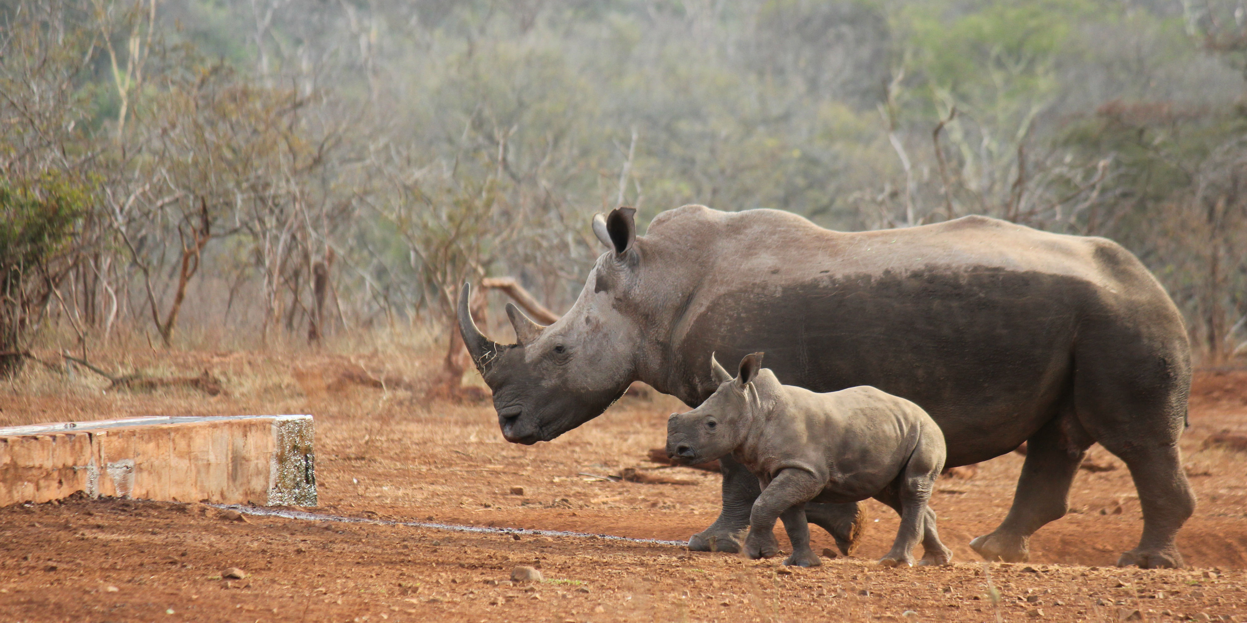 What does rhino conservation mean in 2019? | GVI SA