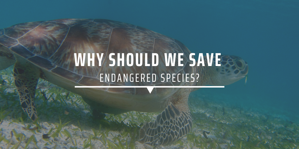 why-should-we-save-endangered-species-gvi-sa