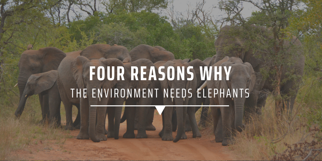 Four reasons why the environment needs elephants | GVI SA